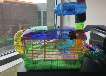 Husky Highlight: Nugget the Hamster
